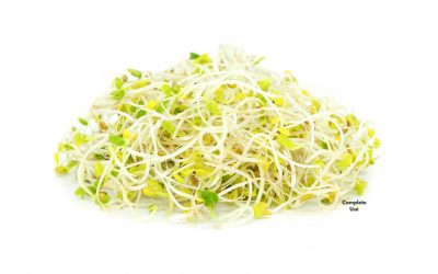 Broccoli Sprouts FAQ
