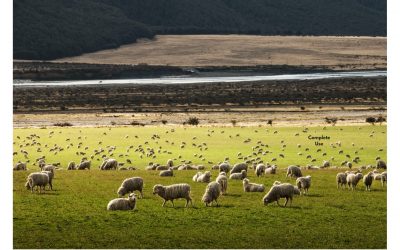 What are the Disadvantages of Merino Wool?